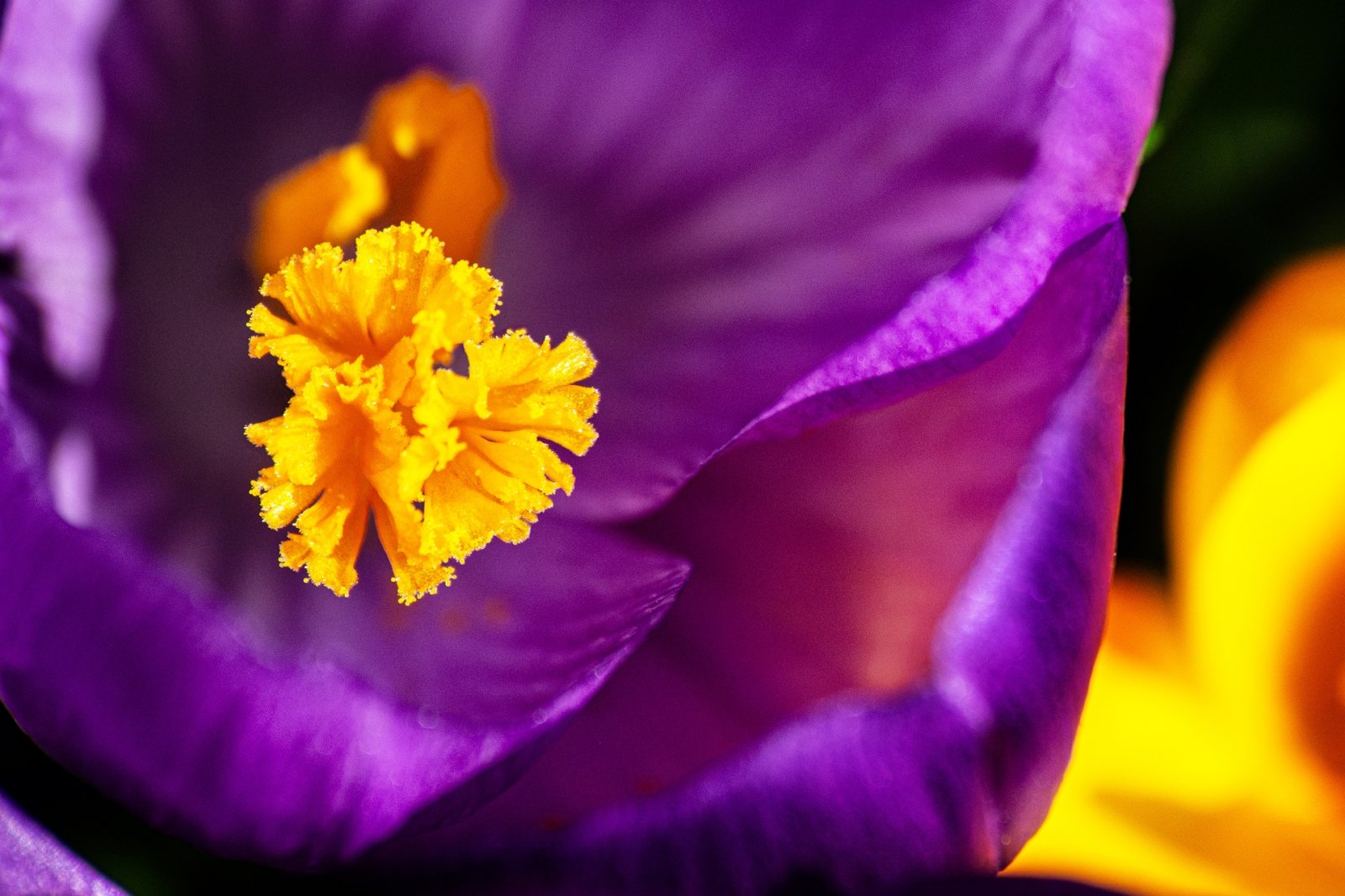 Krokus am Hintersteiner See