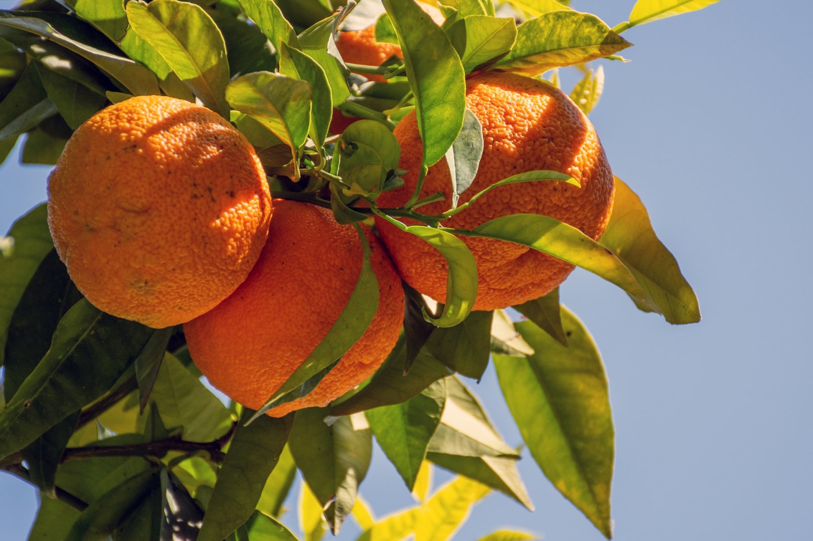 Orangenbaum in Riva del Garda