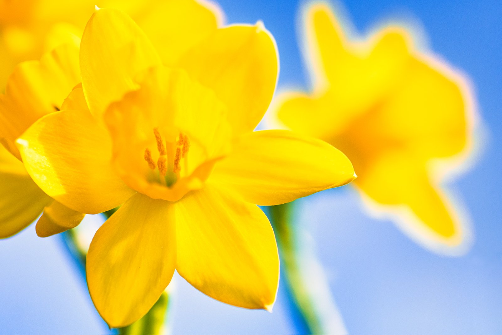 Narzisse auf unserem Balkon