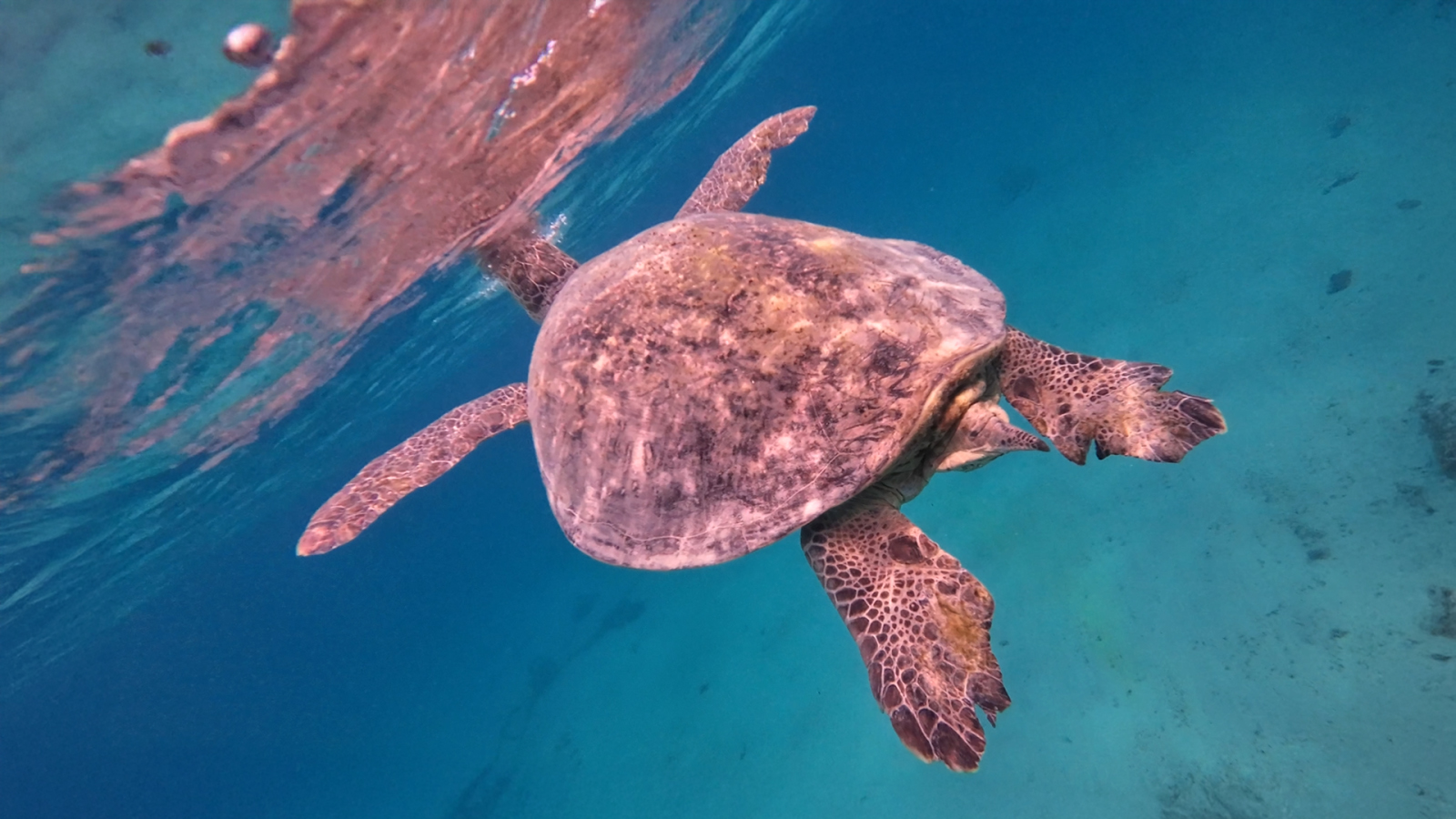 Schnorcheln bei Marsa Alam