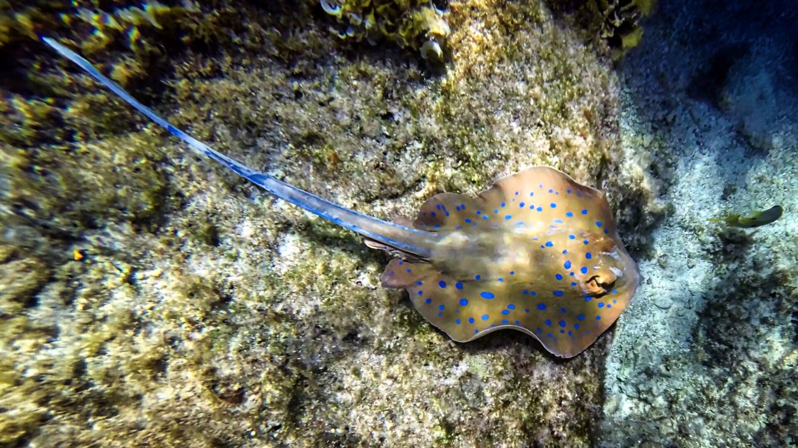 Weshalb man nie barfuß ins Wasser gehen sollte