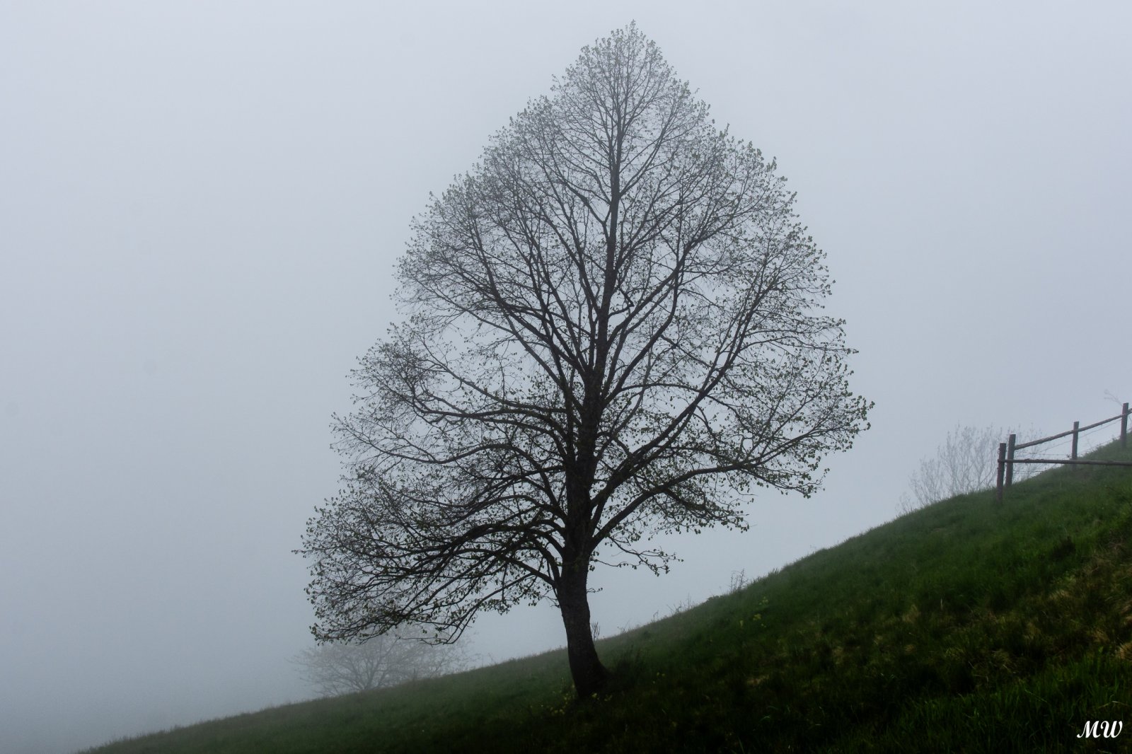 Baum im Nebel