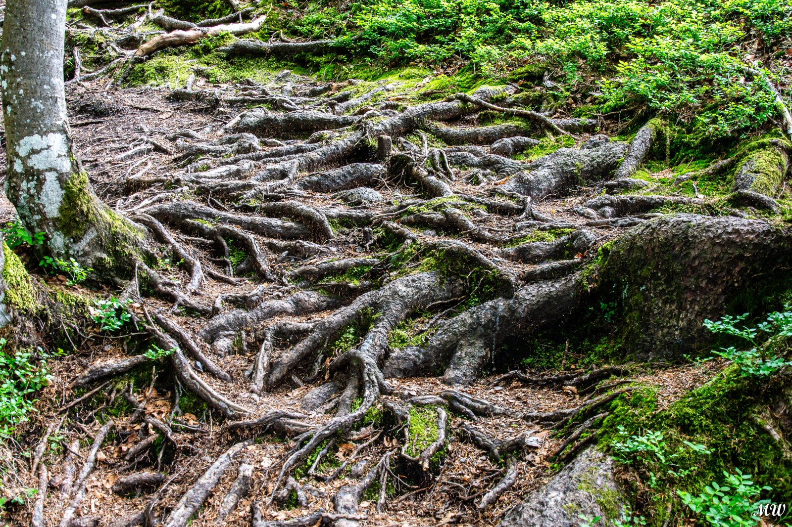 Wurzelweg