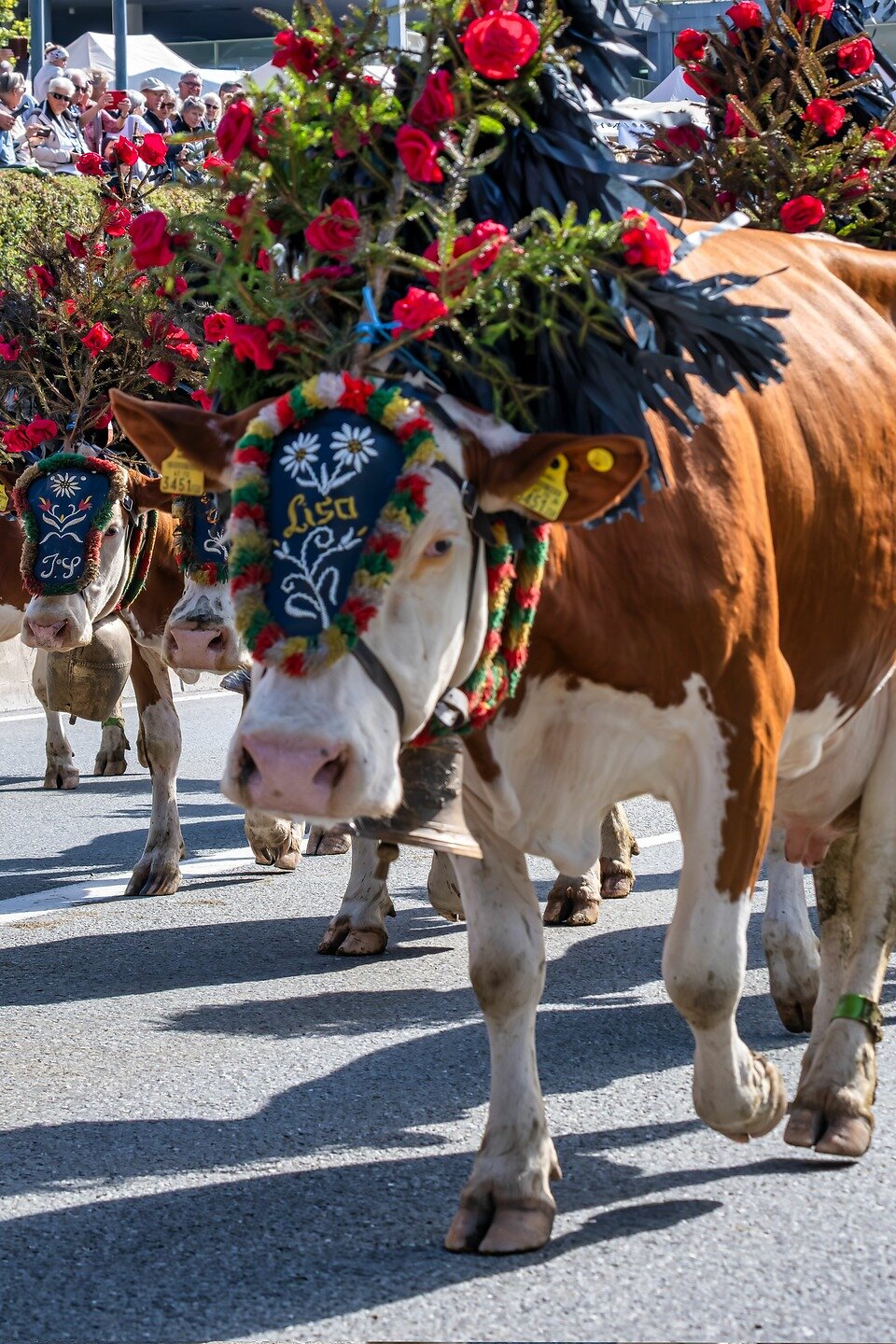 Almabtrieb Hopfgarten
