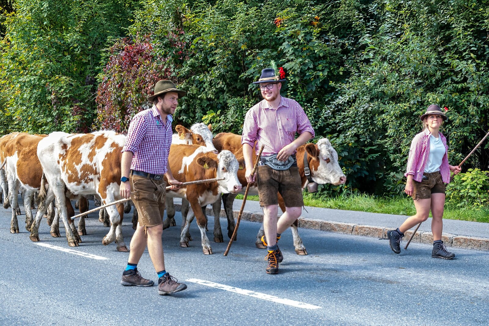 Almabtrieb Hopfgarten