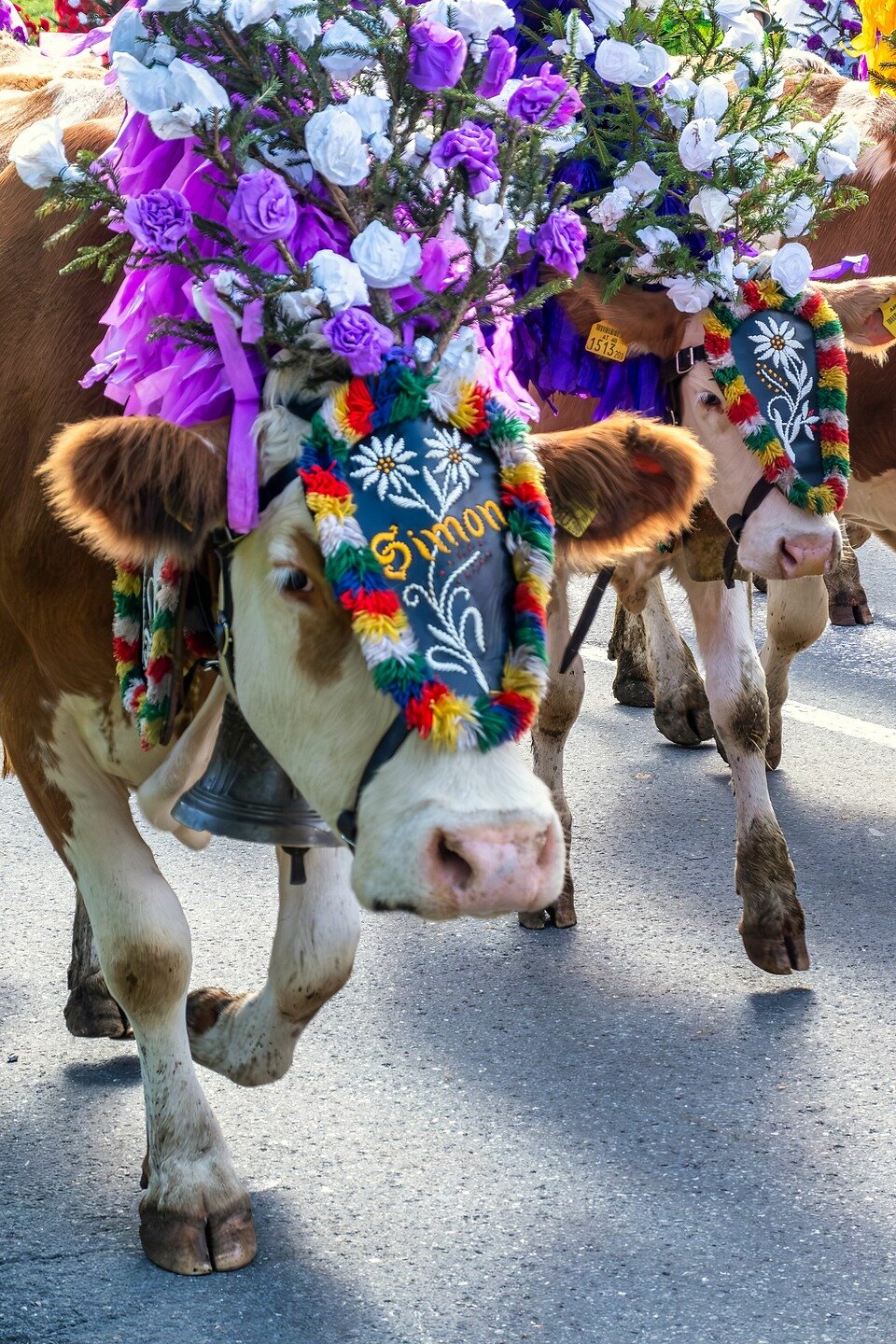 Almabtrieb Hopfgarten