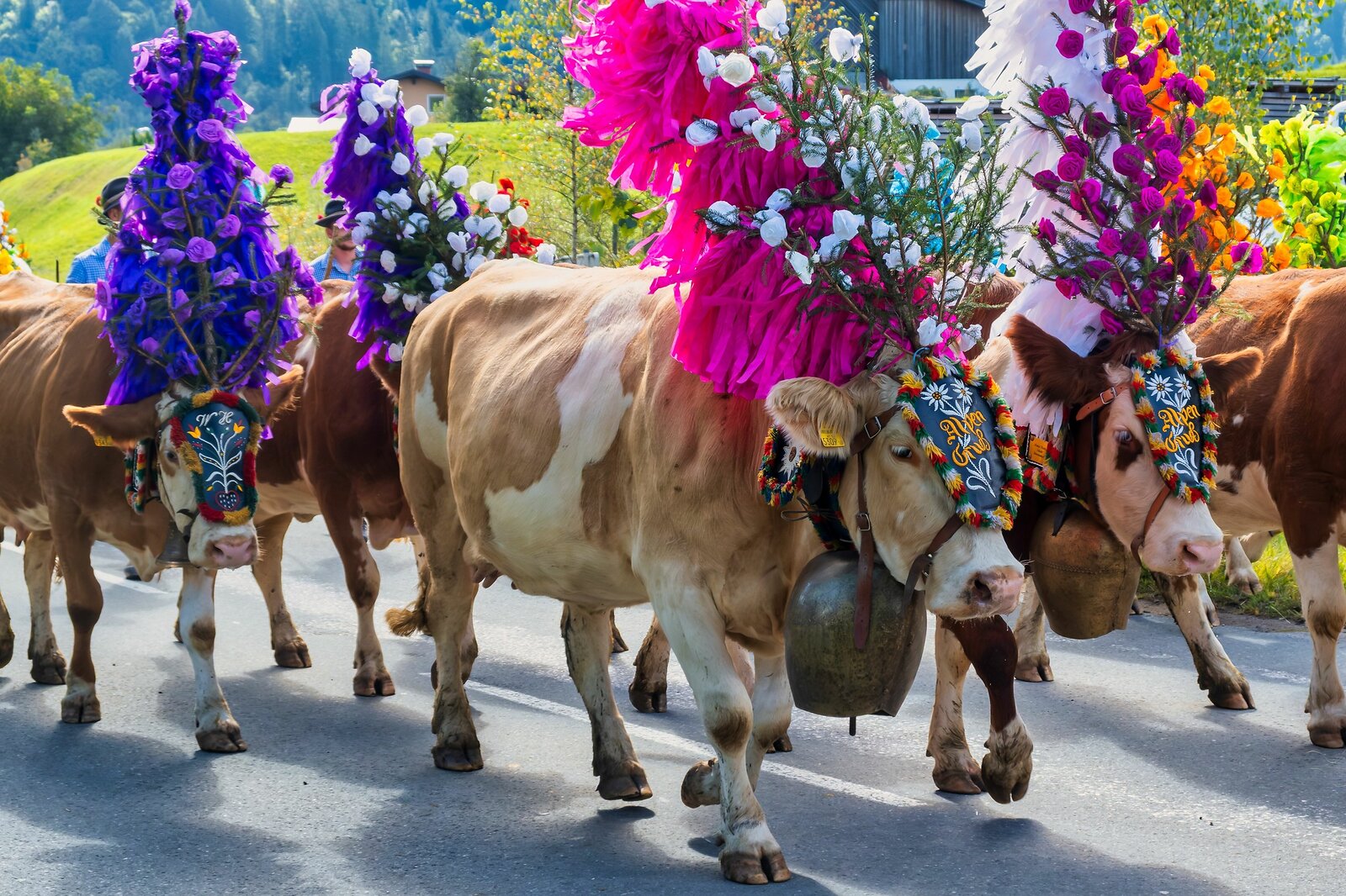 Almabtrieb Hopfgarten