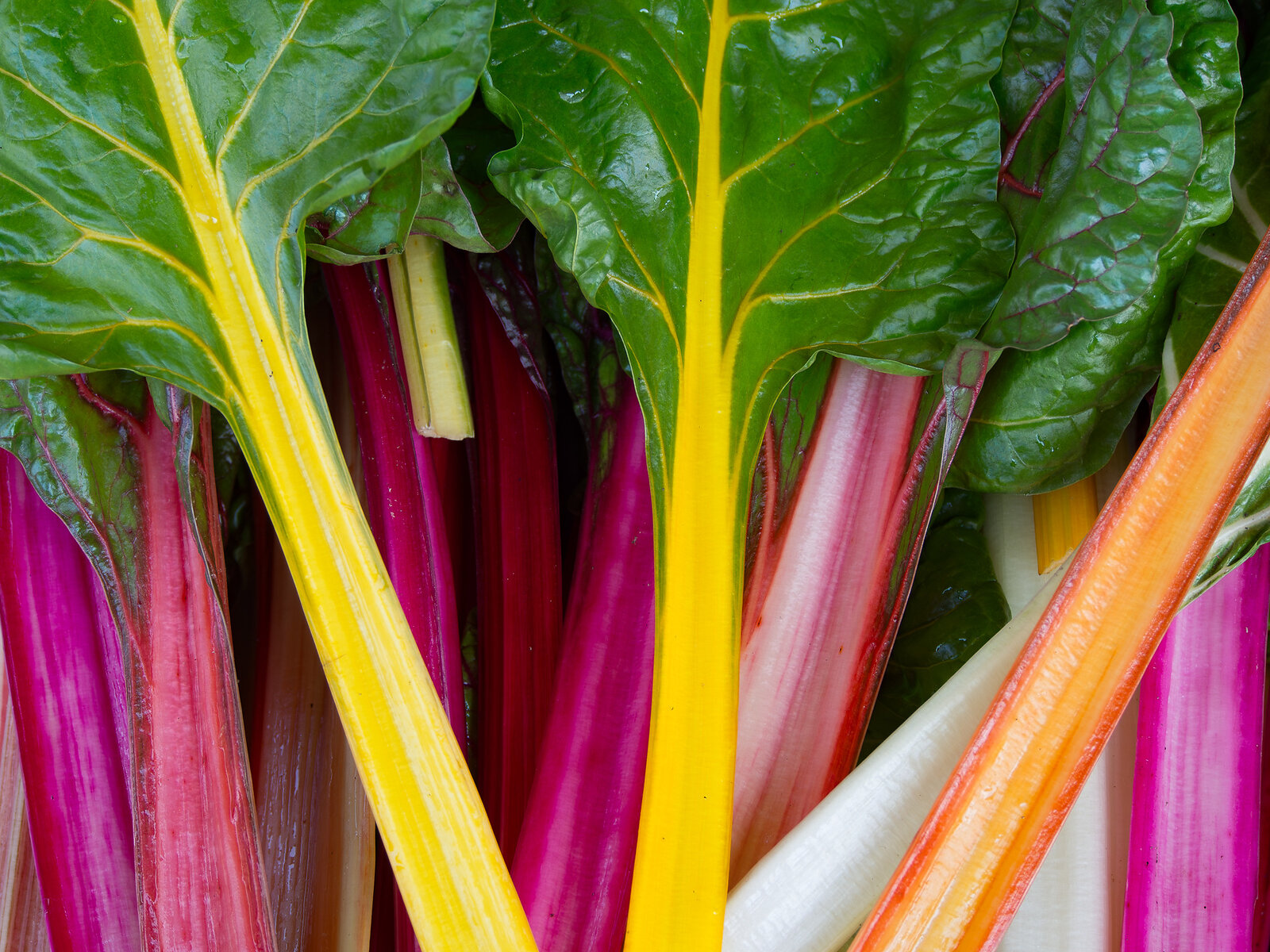 Farbenvielfalt im Garten