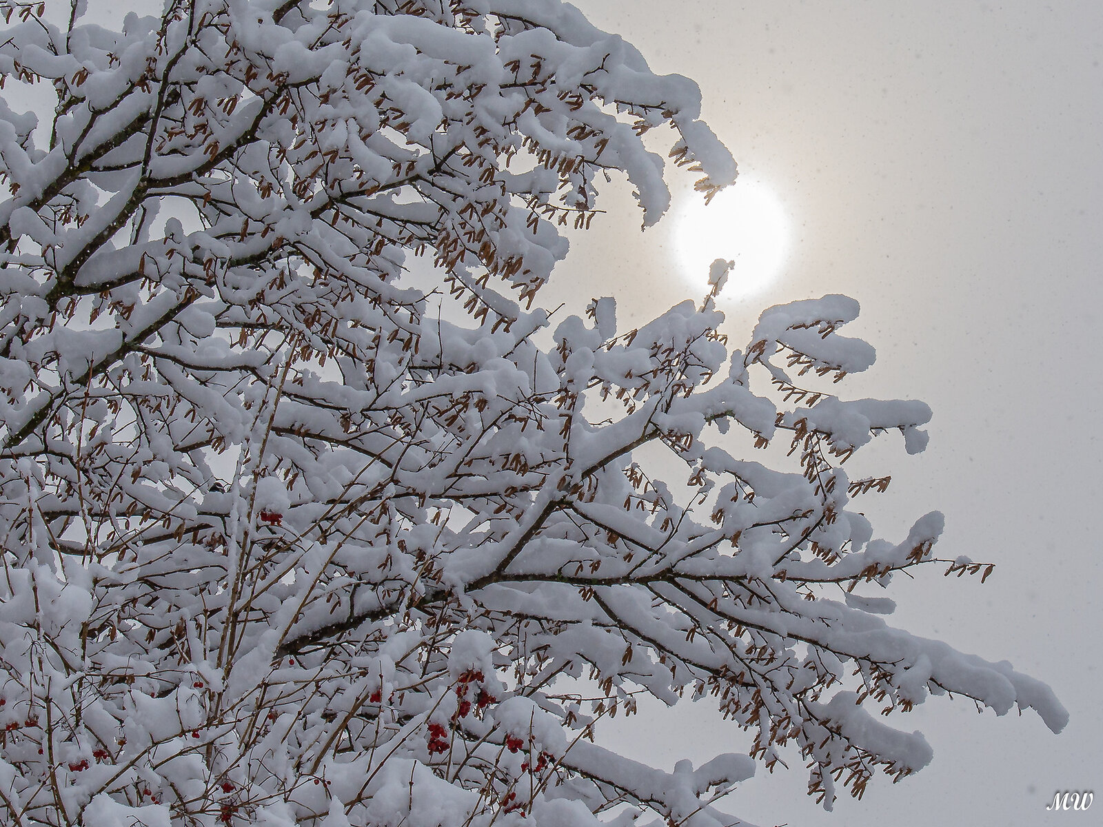 Neuschnee und Nebelsonne