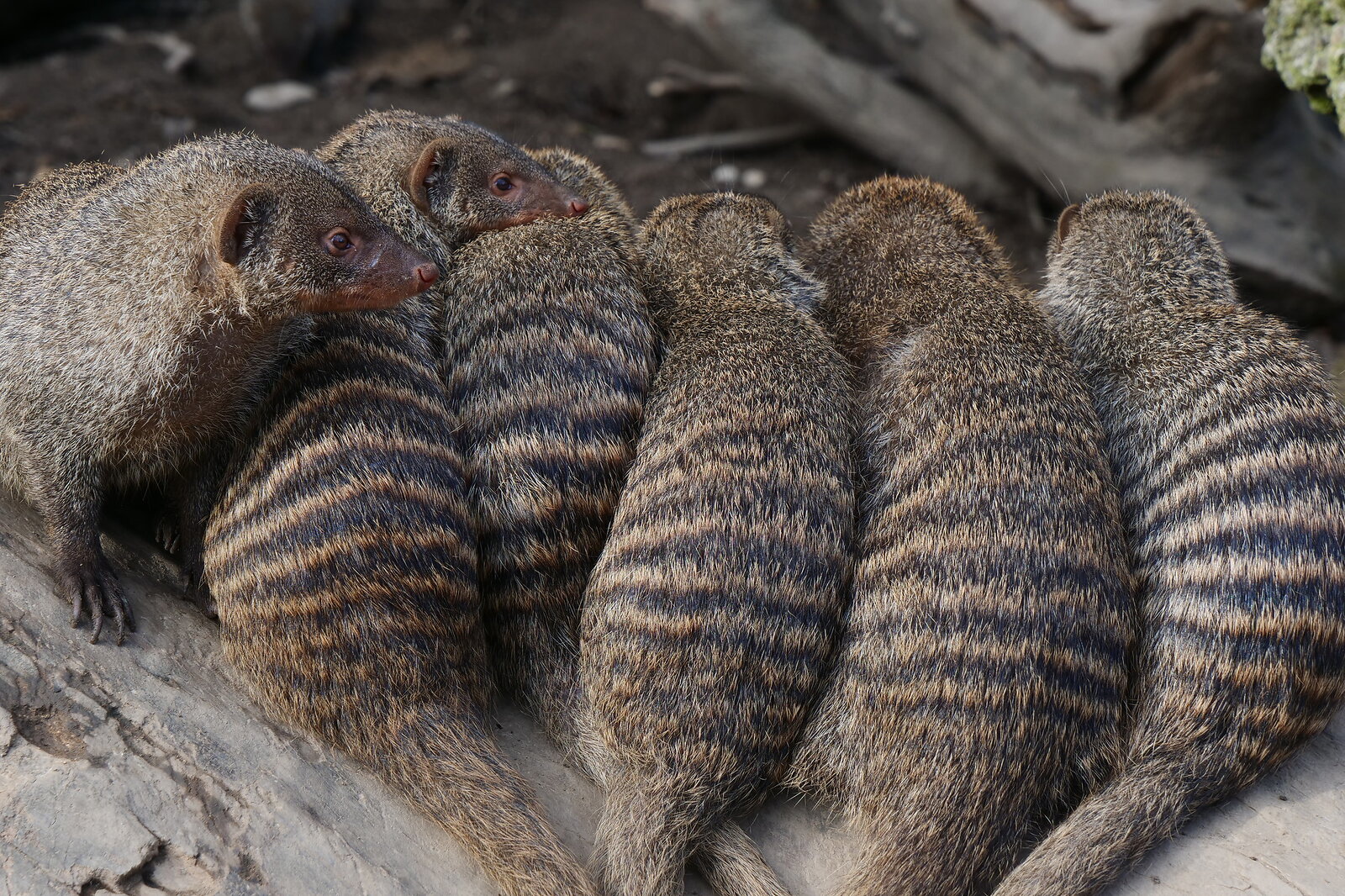 kalt-die Zebramangusten halten sich warm