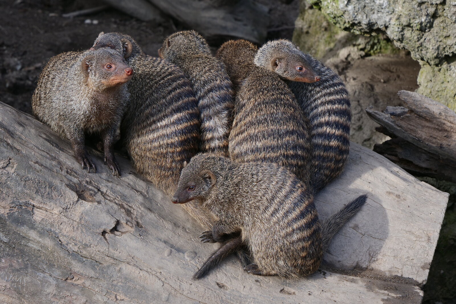 kalt-die Zebramangusten halten sich warm