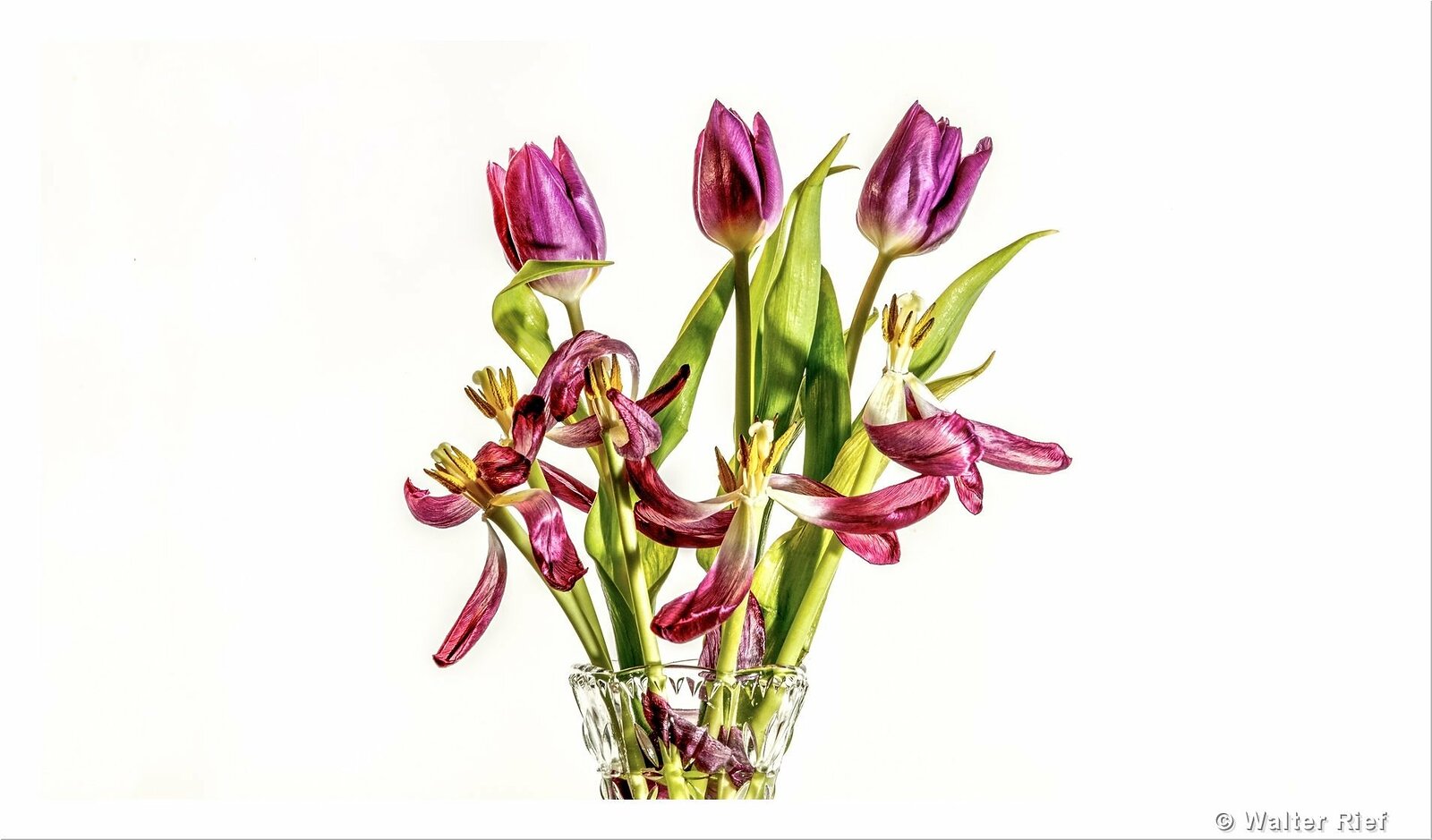 Tulpen