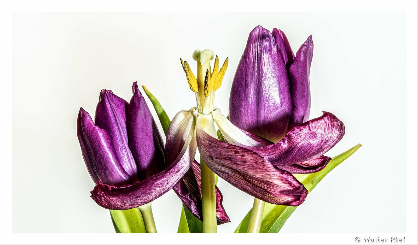Tulpen