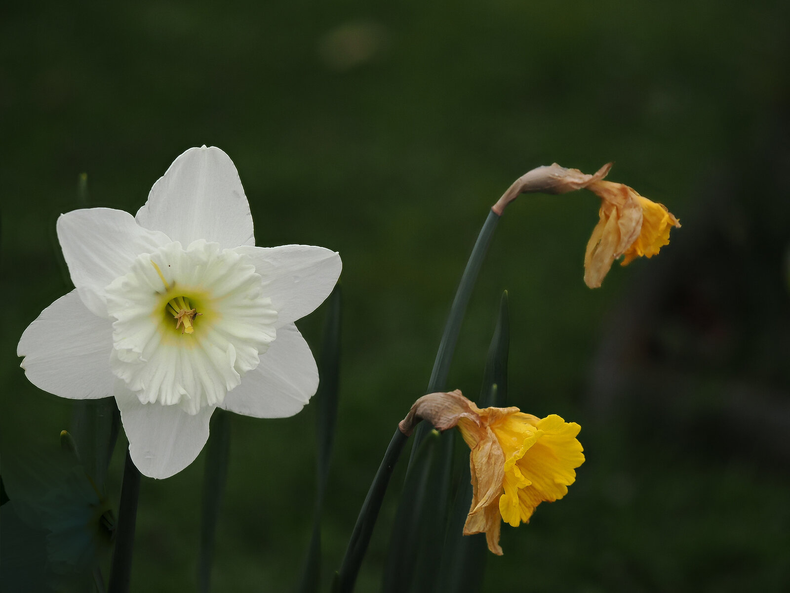 Narzissenblüten