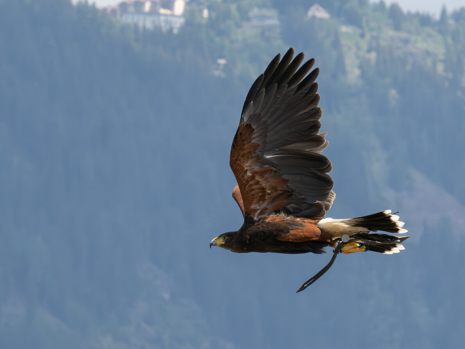 Wüstenbussard