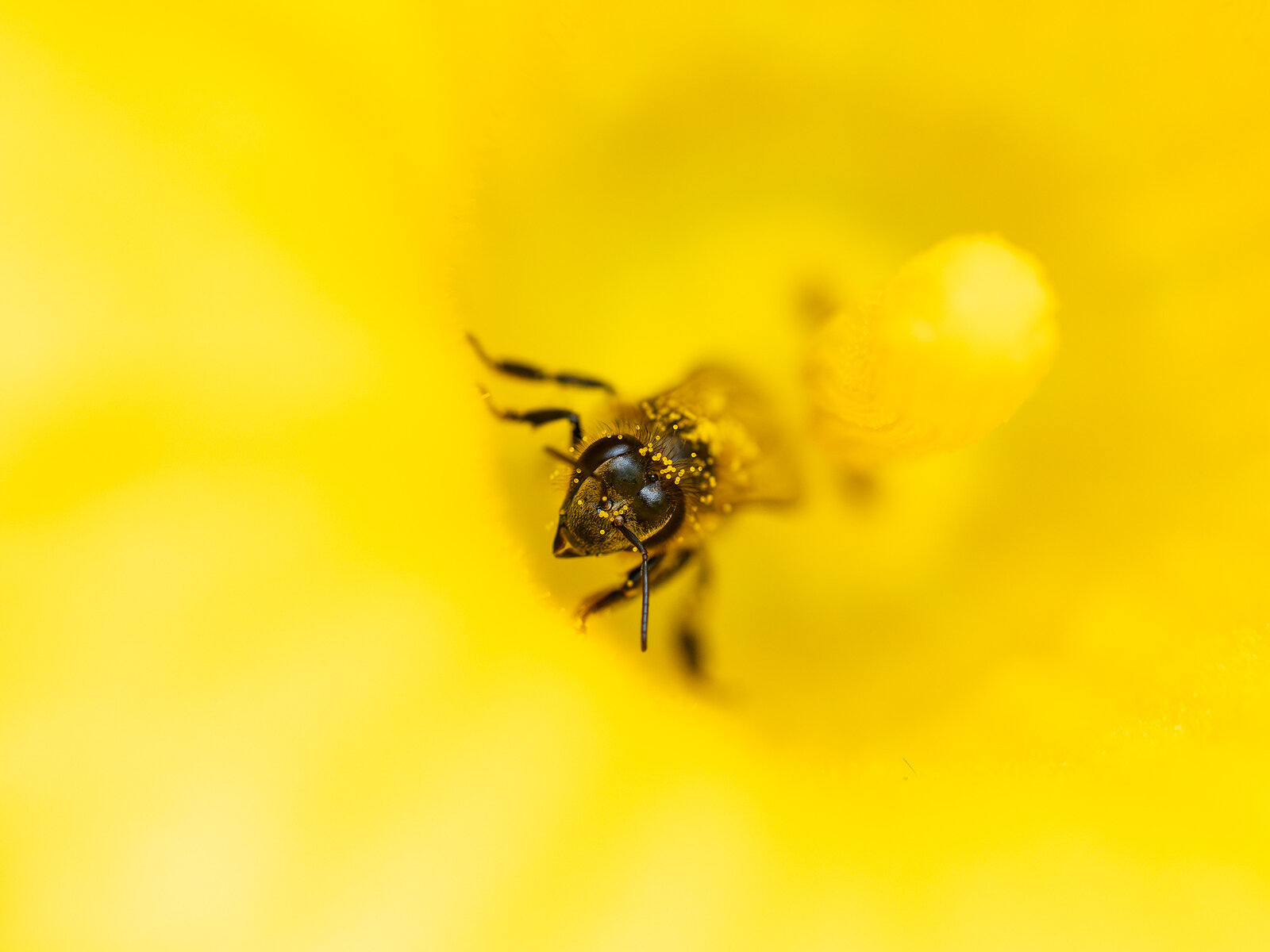 Flucht aus der Zucchiniblüte